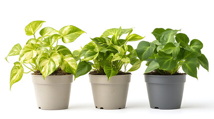 Fototapeta premium Close-up of air-purifying plants in pots on a white background 