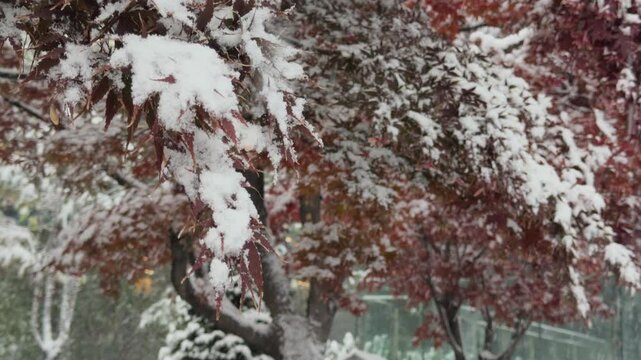 Snow Falling on Trees in a Winter Park.