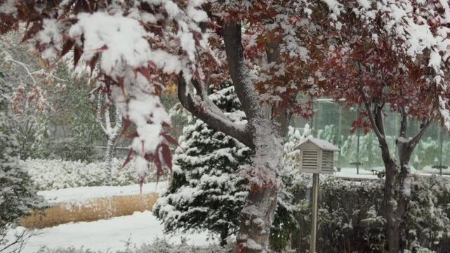 Snow Falling on Trees in a Winter Park.