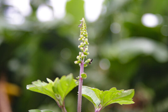 Cat's whisker leaves or kumis kucing in nature
