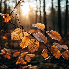 Obraz premium Golden Hour Close-Up of Dew-Covered Leaves in Forest, Golden Hour Outdoor Photography, New Year's day, New Year's Eve 