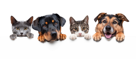 High-Quality PNG Row of heads of dogs and cats with paws up hanging over a blank white sign sized for website banner or social media header Isolated on White Background – High Resolution