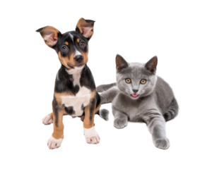 High-Quality PNG Adorable little happy kitten and mixed breed puppy dog together Isolated on White Background – High Resolution