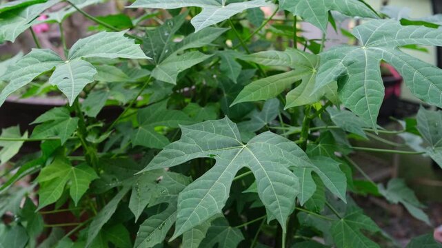 Tree spinach (Cnidoscolus chayamansa McVaugh) is a very nutritious vegetable or Mexican kale, family