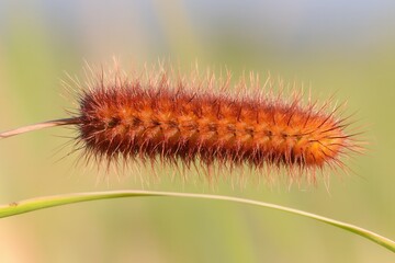 Close-up of a spiky, orange plant structure.