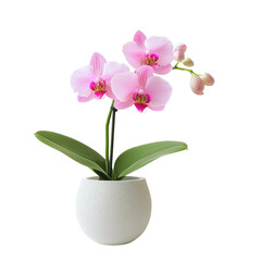 Naklejka premium A beautiful pink orchid with delicate petals and green leaves, elegantly arranged in a round white pot.