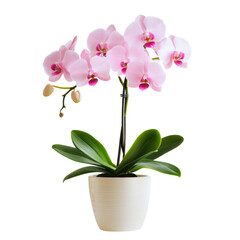 Fototapeta premium A delicate pink orchid in a ceramic pot, featuring lush green leaves and elegant blooms with vibrant purple centers.