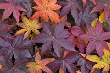 Fototapeta premium Colorful autumn leaves in various shades and shapes.