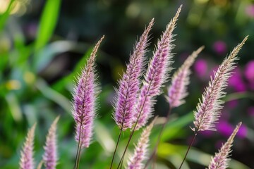 Obraz premium Delicate purple grasses swaying in a lush environment.