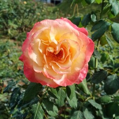 pink rose in garden