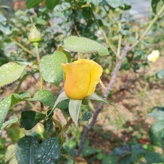 yellow rose on the bush