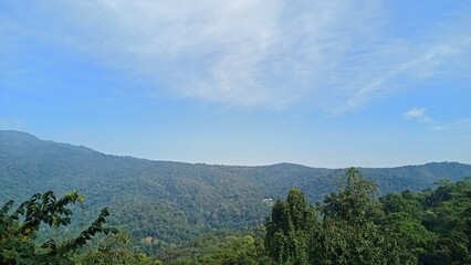 forest in the mountains