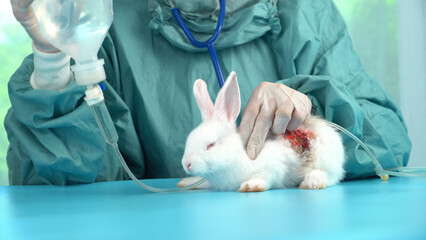 Veterinarian wear gloves carry saline bottle care sick rabbit wound skin bunny on green table at...