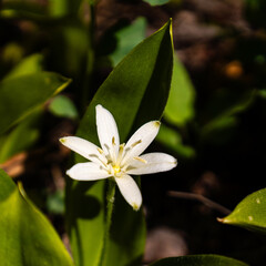 Queen's Cup specimen blooming in summer in the forest perennial in the lily family cup-shaped flower