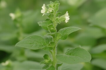Green plant with small white flowers and lush foliage.