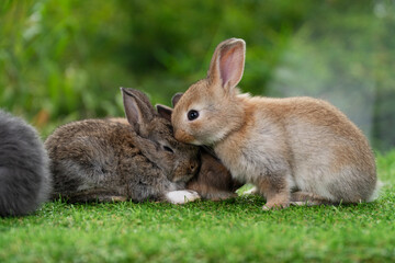 Obraz premium Adorable baby rabbits ears bunny sitting playful family together on the green grass. Family healthy tiny furry baby brown white bunny rabbits playful on meadow. Easter family animal pet bunny concept.