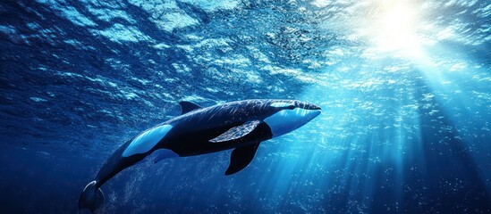 Obraz premium Orca swimming underwater in sunlit ocean.