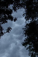Obraz premium Mammatus clouds above a dark forest image in vertical format for background use