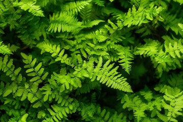 Fototapeta premium Lush green ferns creating a vibrant foliage backdrop.