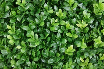 Lush green foliage background for decoration or design.