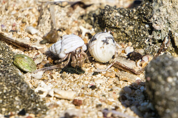 A crabs running on the stones on a beach in Egypt
