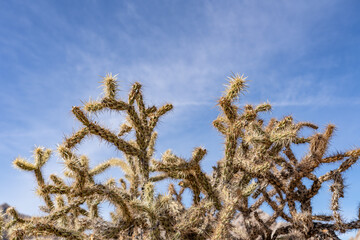 Cylindropuntia acanthocarpa,  buckhorn cholla, Boulders Viewpoint Area / Granite Pass, Mojave National Preserve, Kelbaker Road, San Bernardino County, California. Mojave Desert
