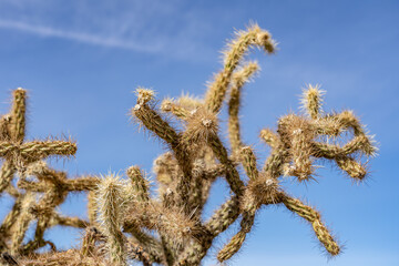 Cylindropuntia acanthocarpa,  buckhorn cholla, Boulders Viewpoint Area / Granite Pass, Mojave National Preserve, Kelbaker Road, San Bernardino County, California. Mojave Desert