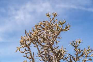 Cylindropuntia ramosissima, diamond cholla and branched pencil cholla. Boulders Viewpoint Area /...