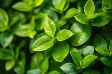 Fototapeta premium Lush green leaves creating a vibrant, natural backdrop.
