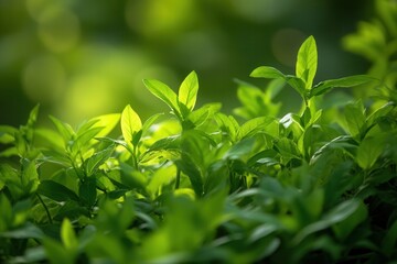 Obraz premium Lush green leaves illuminated by soft sunlight.