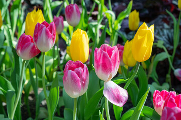 Naklejka premium Blossom pink tulips flower growth sunlight morning on nature summer background. Botanic freshness pink tulips flowers with green leaf symbol romantic love at garden outdoor in springtime season.