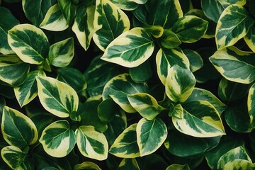 Obraz premium Lush green leaves with variegated patterns.