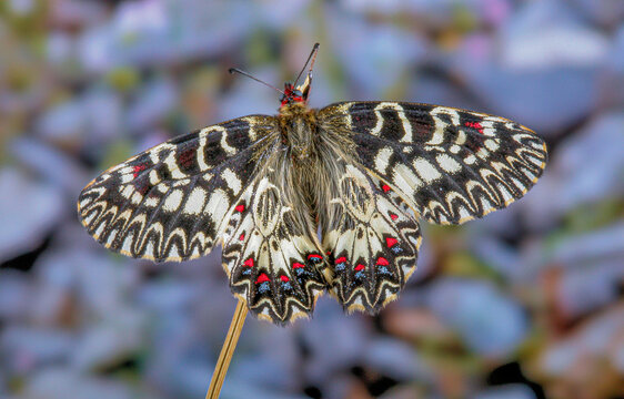 Zerynthia cassandra