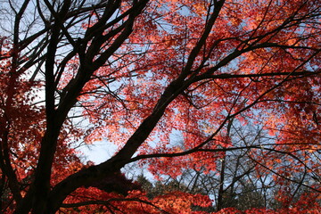 秋晴れ最高の光景（日本）箕面公園