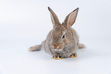 Obraz premium Adorable newborn baby rabbit bunnies brown looking at something sitting over isolated white background. Puppy lovely furry brown bunny ears rabbit playful with copy space. Easter bunny animal concept.