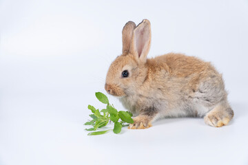 Obraz premium Healthy little rabbit bunny eating fresh holy basil leaves sitting over isolated white background. Lovely brown rabbit baby bunny eating organic leaf vegetables with copy space. Animal symbol easter.