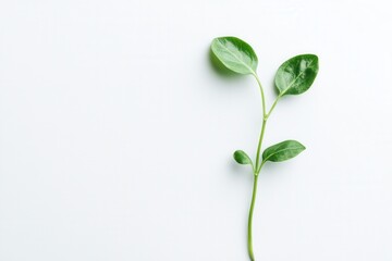 Fototapeta premium A green plant stem with leaves on a white background.