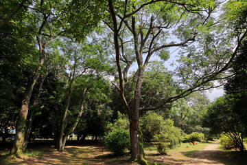 Obraz premium 公園に植えられたセンダンの木