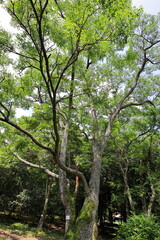 Fototapeta premium 公園に植えられたセンダンの木