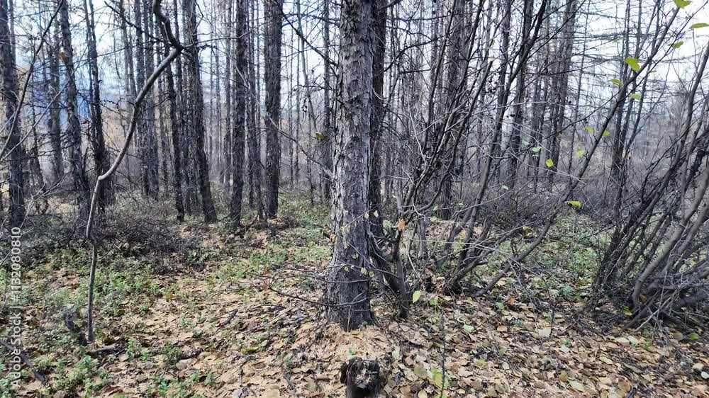 Poster a tranquil forest setting unfolds with fallen leaves blanketing the ground as trees rise in the back