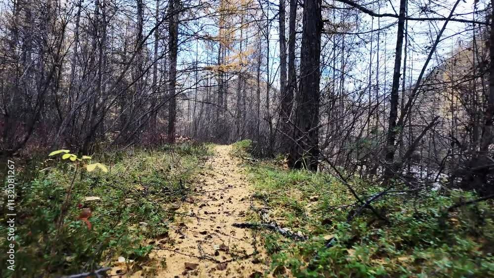 Aufkleber wander along a peaceful path surrounded by tall trees and crisp air while a gentle stream flows near