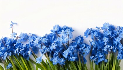 Obraz premium blue iris flowers