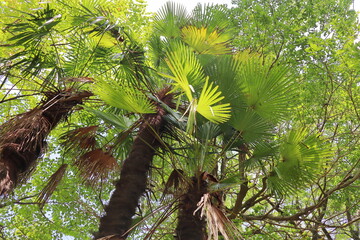 公園に植えられたシュロ