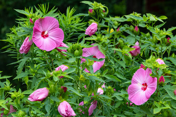 Pink Hibiscus moscheutos flowers blooming in summer. © billyfam