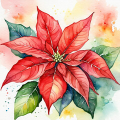 Poinsettia flower watercolor 