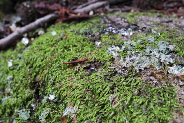 Obraz premium 苔むしたフウの木の幹に滴る透明な樹液