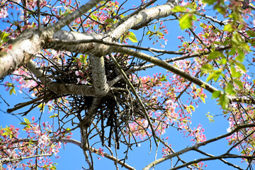 桜の木に作られた鳥の巣