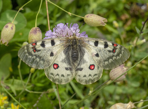 Parnassius phoebus