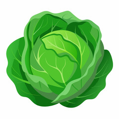 Obraz premium cabbage vector white background