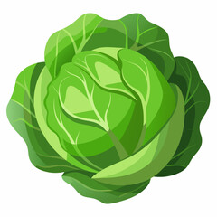 Obraz premium cabbage vector white background